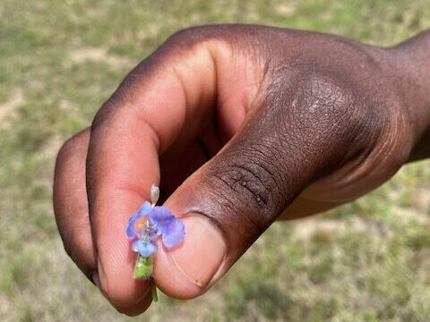 Tiny flower